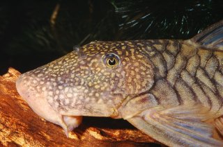 Chaetostoma sp. `COLOMBIA`